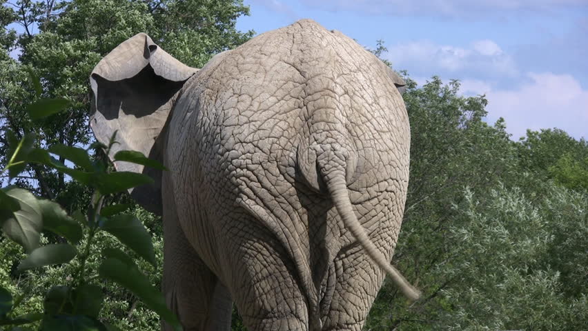 An elephant wags its tail.