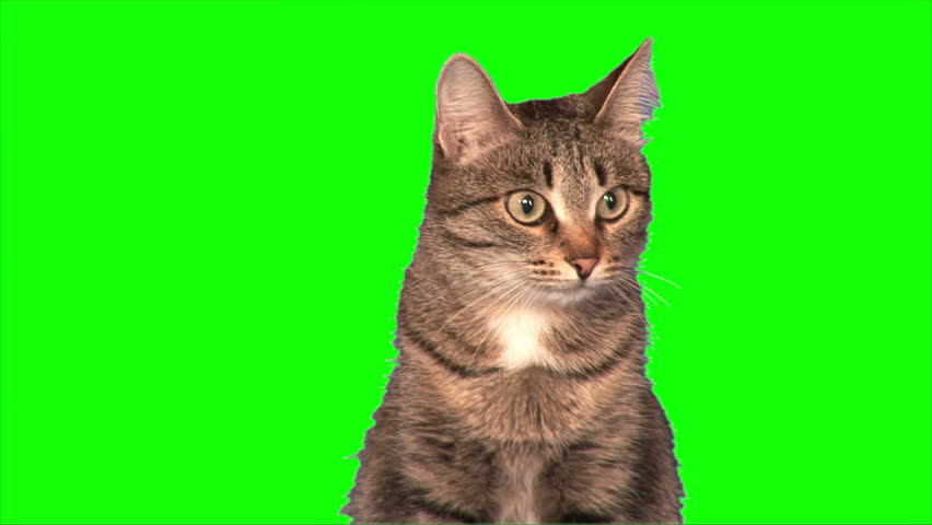 Cat sits (medium shot)