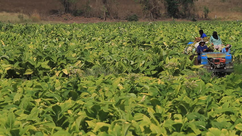 Phetchabun, Thailand - March 20,2011: Farmers harvest from tobacco, to be emptied and dried further:March 20, 2012, Phetchabun, Thailand.