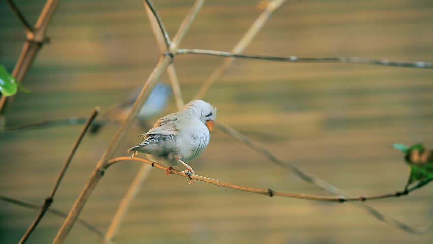 canary bird