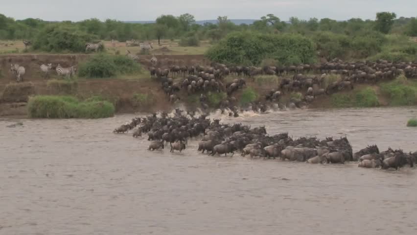 Wildbeests crossing the Mara River