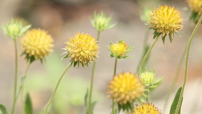 Wilted flowers in summer gardens.