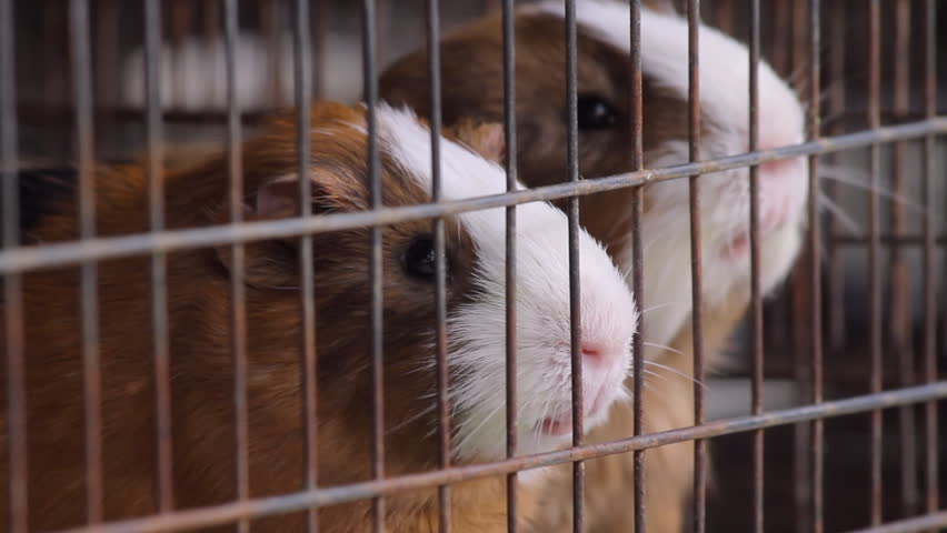Guinea Pigs Two Shots (HD). Guinea Pigs shown playing and eating alfalfa herbs from two angles in separate shots. 