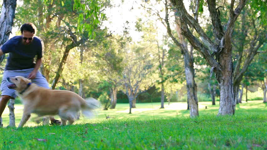 Dog having fun and fetching a stick in the park
