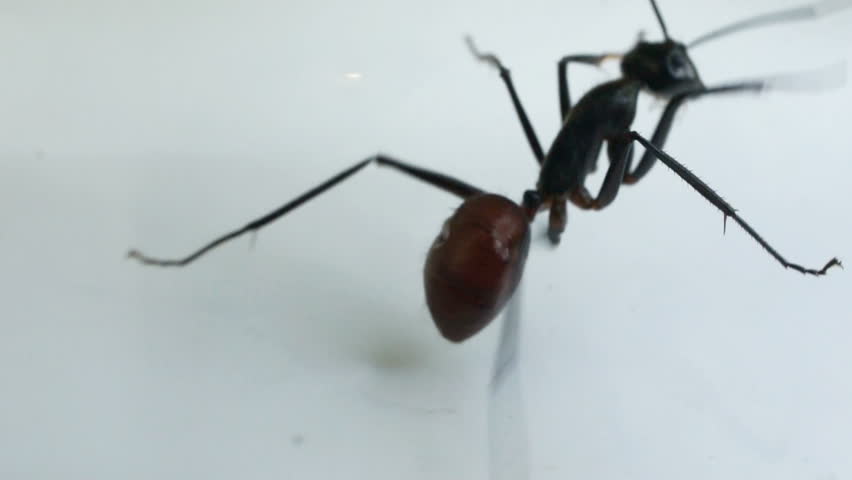 Black ant adjusting antennae against white background