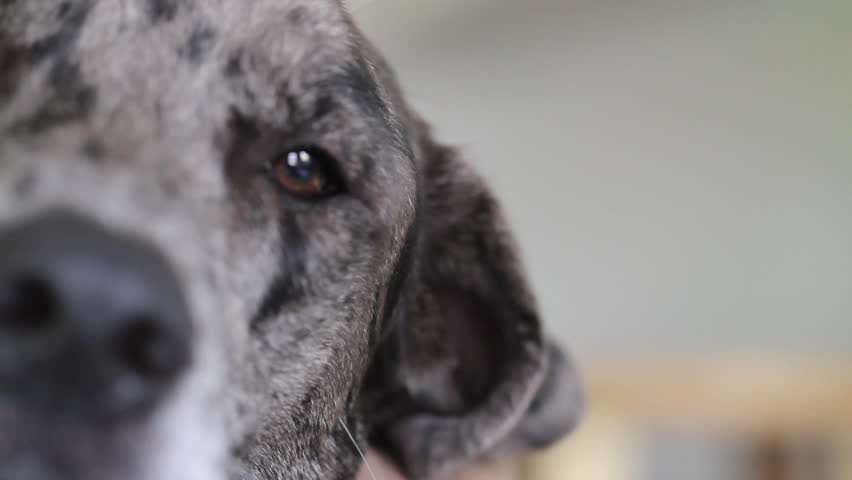 Great Dane Macro Shot