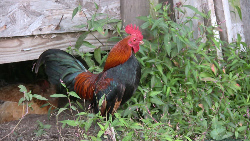 HD rooster gives a small crow