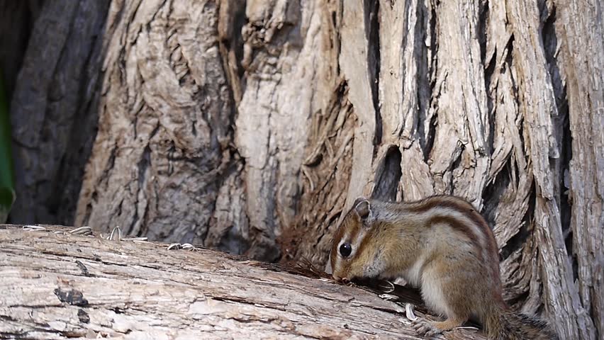 Chipmunk eating sunflower seeds