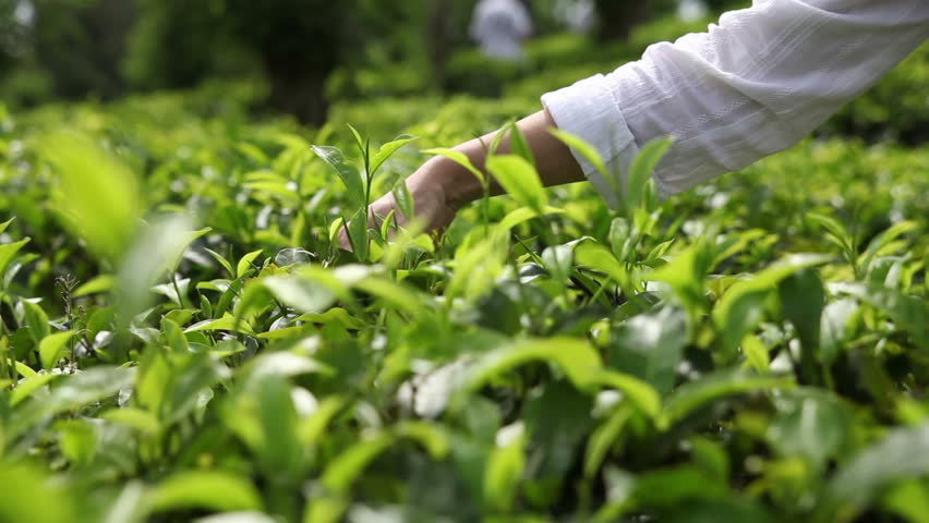 People harvest green tea bush