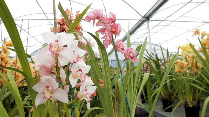Pink Orchids