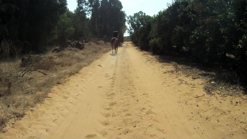 Man riding a brown horse rear shot 3