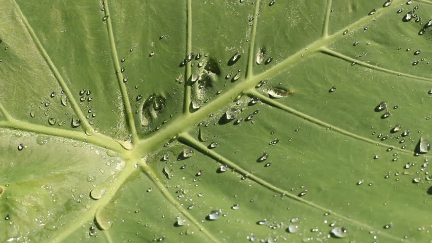 water drops on fresh green lotus leaf