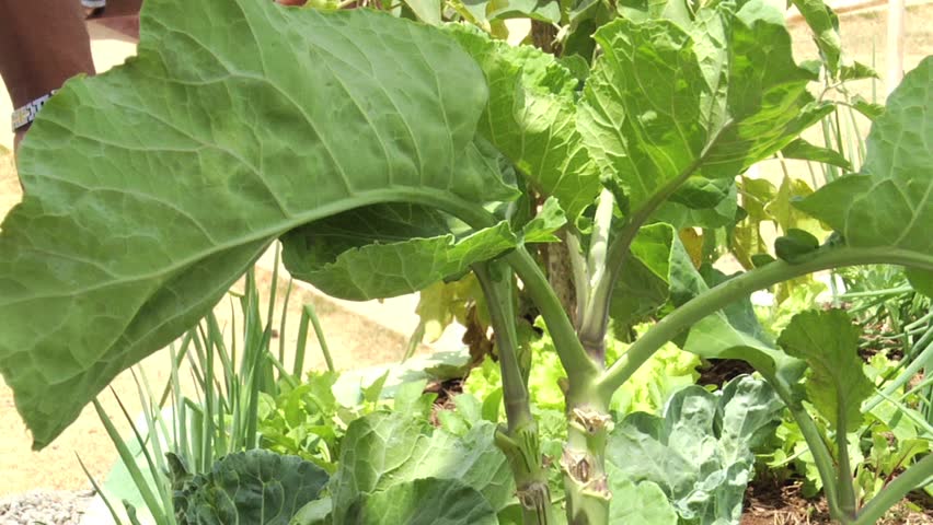 Harvesting cabbage leaves.