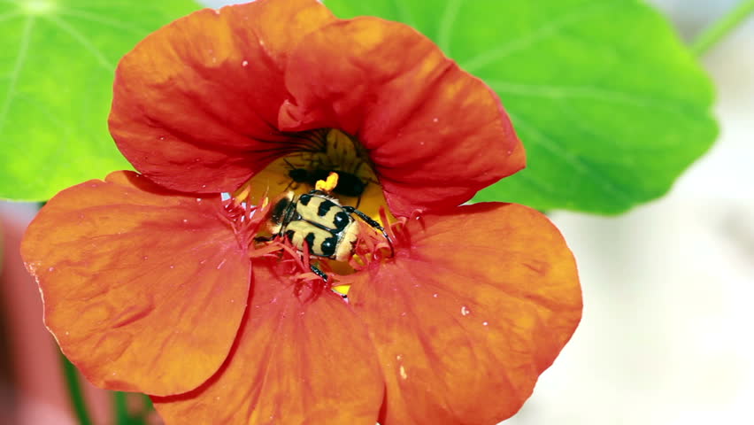 Insect eating nectar from a red flower