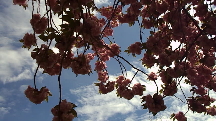 spring magnolia tree 