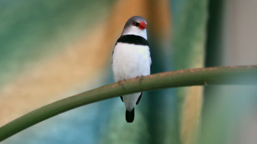 finches sitting on a branch in the forest