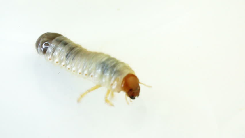Full shot of June Bug larvae crawling with isolated background