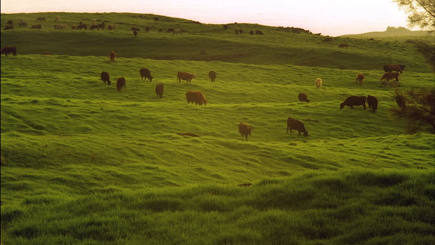 Cows Grazing in Time-lapse - Cows and bulls graze the green grass of a cattle range. The pasture sustains the herd of a dairy farm.
