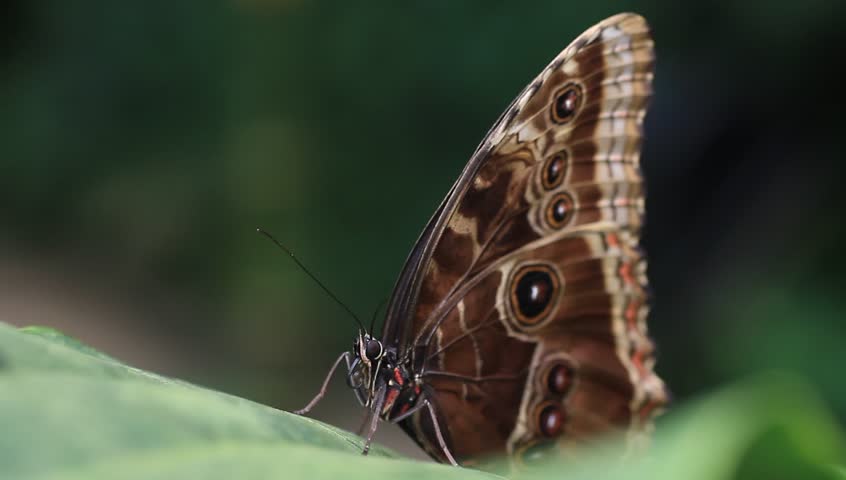 Tropical butterfly (morpho) stretching its proboscis