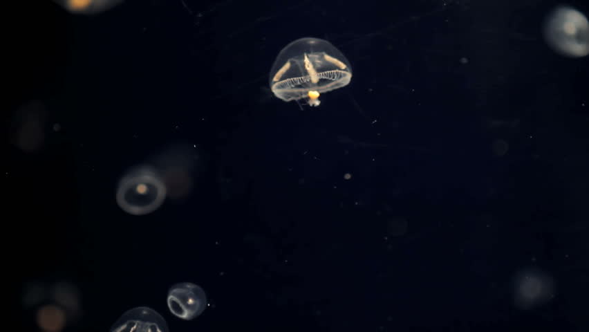 Coastal jelly fish