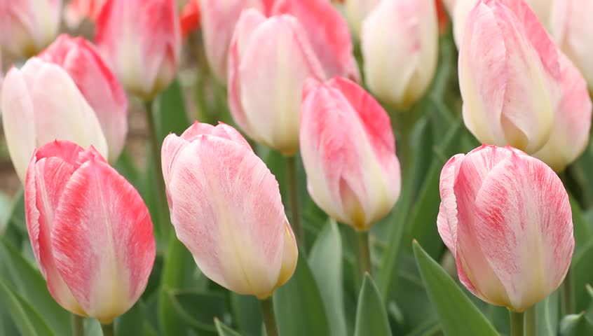 Tulip flowers - Tulipa fosteriana "Flaming Purissima" swaying in light wind