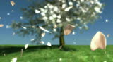 cherry blossoms falling