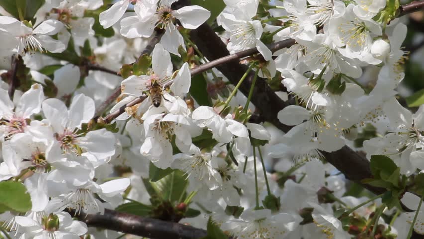 Cherry flower in the forest