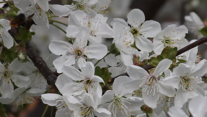 Cherry flower in the forest with bee 