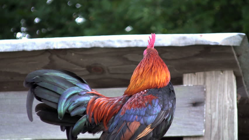 Part two HD of a small Araucana rooster on top of a chicken coop crowing