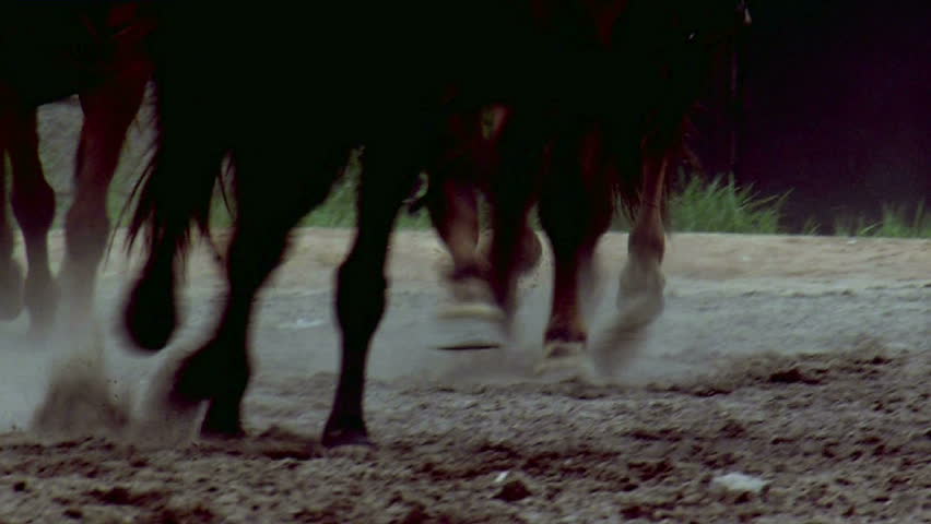 running horses