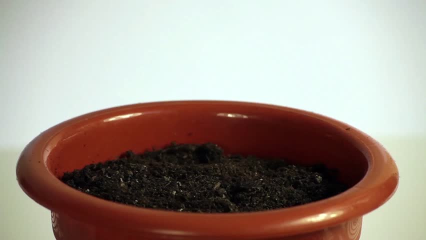 Time lapse of seeding a one cent coin and harvesting a one dollar bank note.
