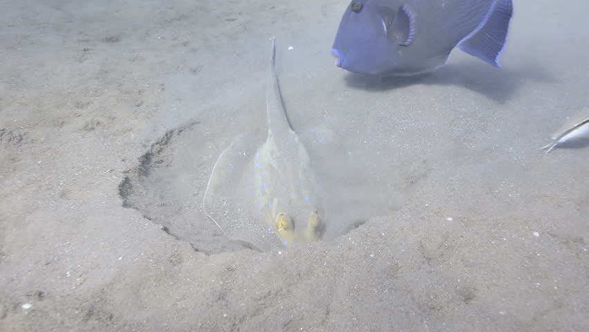 Blue spotted stingray feeding in the sand accompanied by a blue trigger fish.