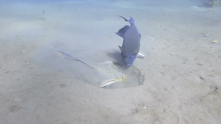 Blue spotted stingray feeding in the sand accompanied by a blue trigger fish.
