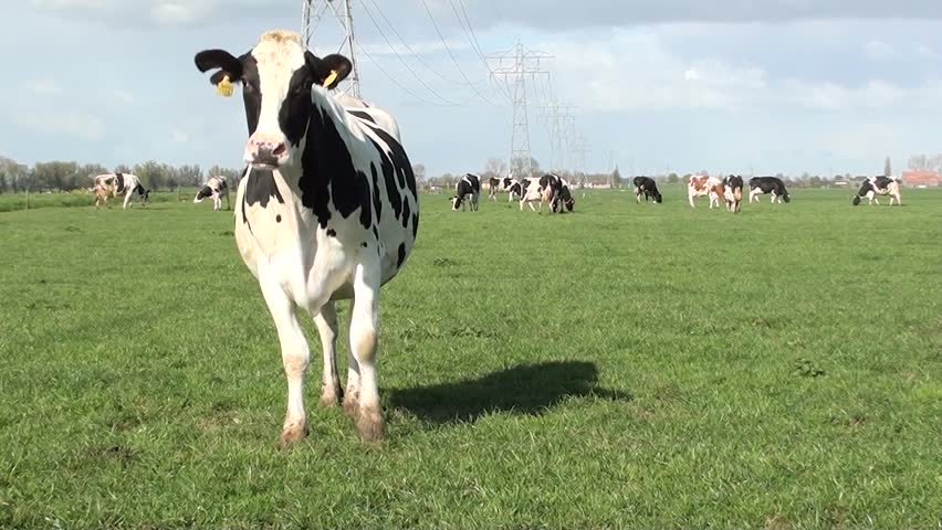 cow on farmland