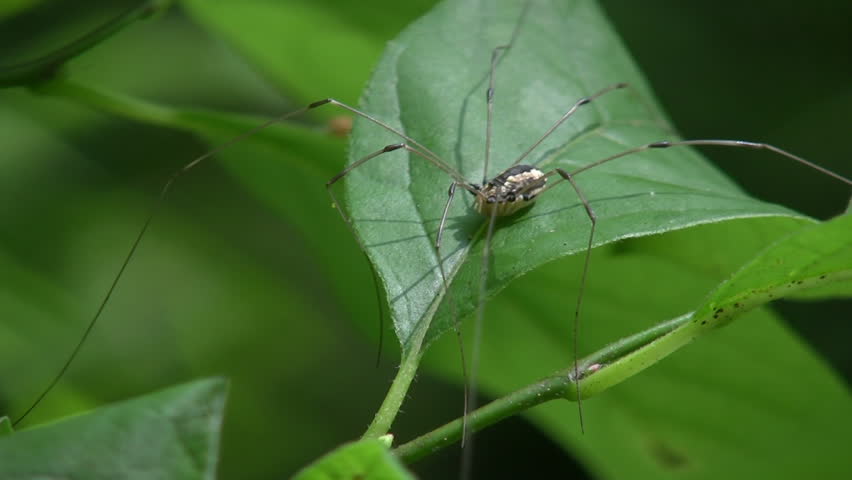 Daddy Long Leg on Leaf