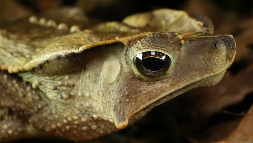 Crested Forest Toad (Rhinella dapsilis). In Yasuni National Park, Ecuador