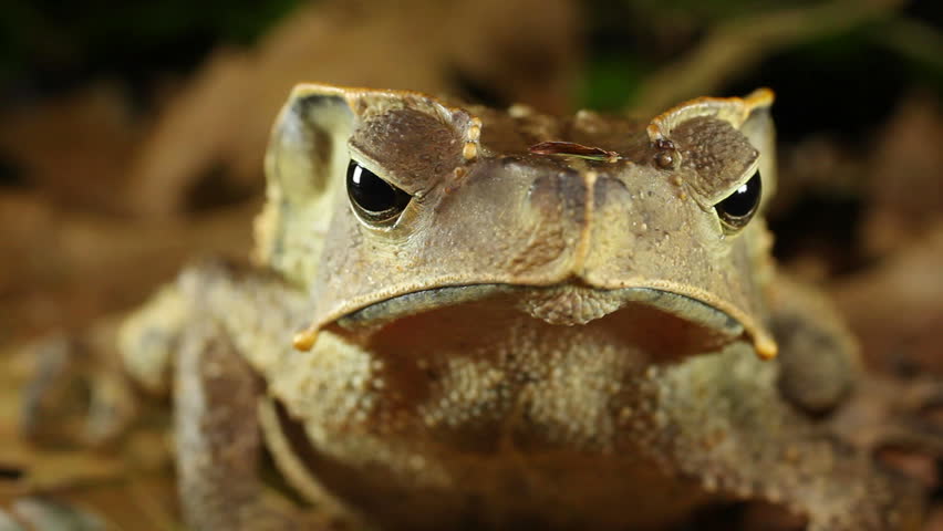 Crested Forest Toad (Rhinella dapsilis). In Yasuni National Park, Ecuador