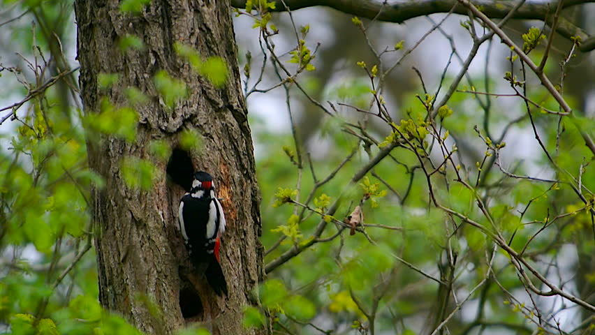 Great spotted woodpecker drumming on a tree trunk in a forest.