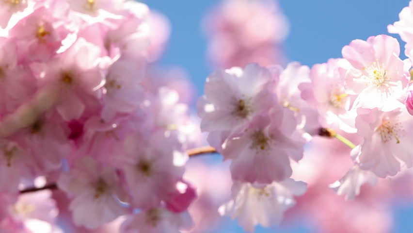 Pink cherry blossoms and blue sky in spring
