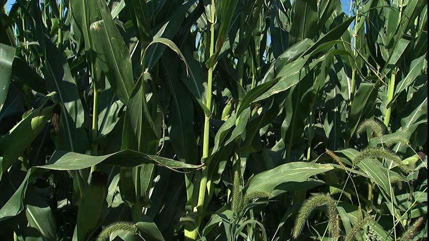 Iowa Cornfield