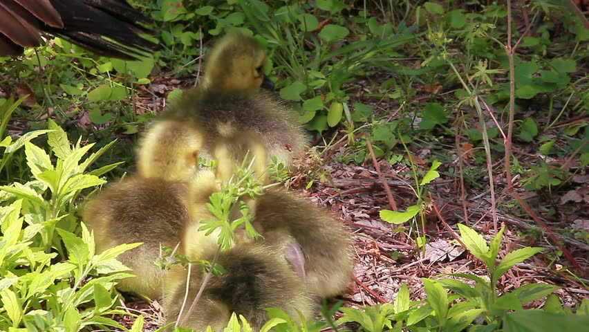 Newborn goslings cuddling and following their parent