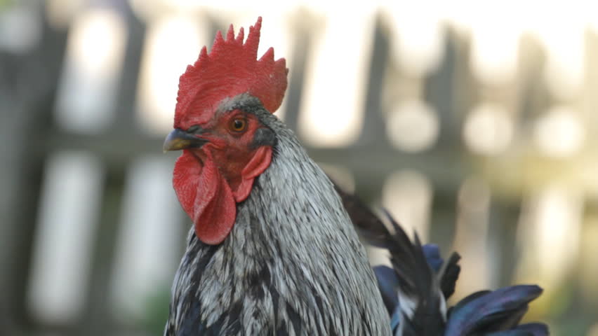 portrait of a colorful rooster