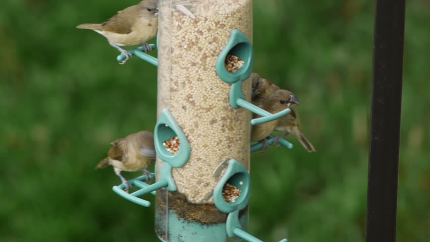 Finches Eating From Feeder (HD). Scaly-breasted Munia birds perched eating seed assortments on a long feeder.