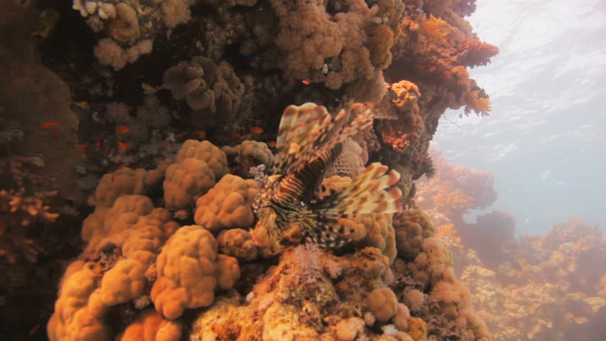 lion fish at the reef