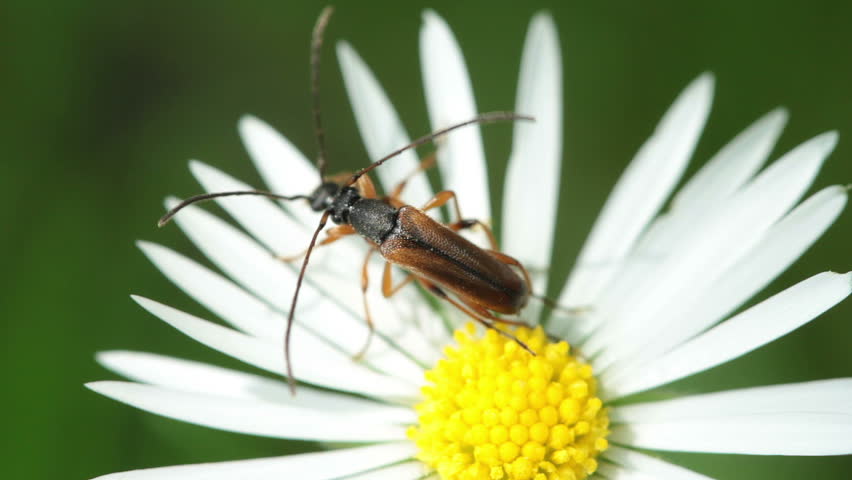 Insects having sex on a flower