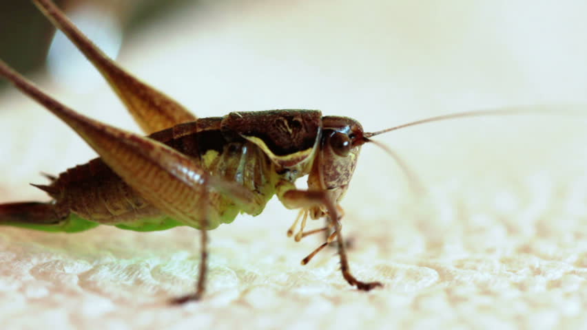 Grasshopper breathing