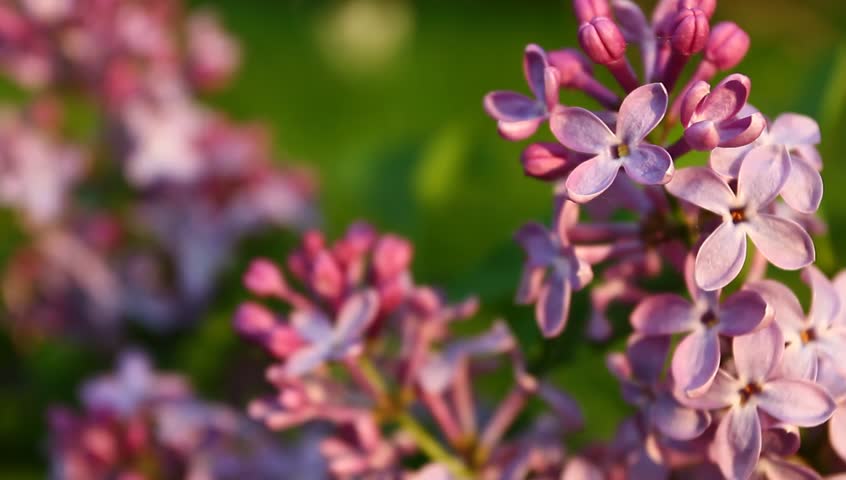 Lilac blossoms