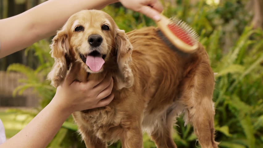English Cocker Spaniel Dog Grooming (HD). Female English Cocker Spaniel dog being groomed with a brush seen from the front and side.
