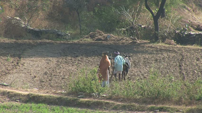 Farmer and wife going away cow plowing,rural Rajasthan near Jaipur, India