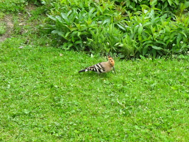 Hoopoe bird feeding on the grass field ,Chinar Island Srinagar - Jammu and Kashmir, India